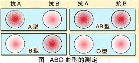 血型 查詢|血型 ( ABO & Rh )